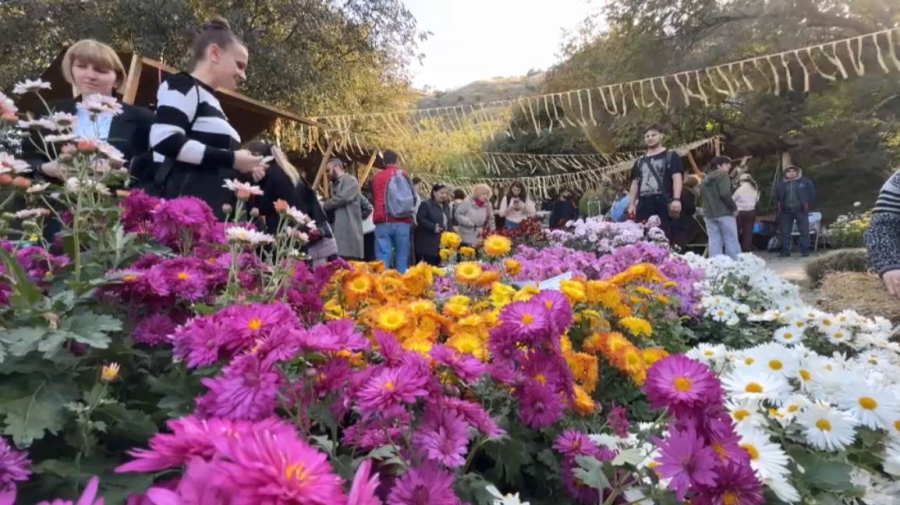 Праздник хризантем прошёл в Тбилиси