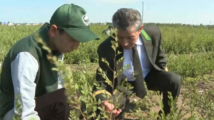 Ақтөбеде орманшылар «Жасыл ел» сарбаздарына көшет отырғызуды үйретті