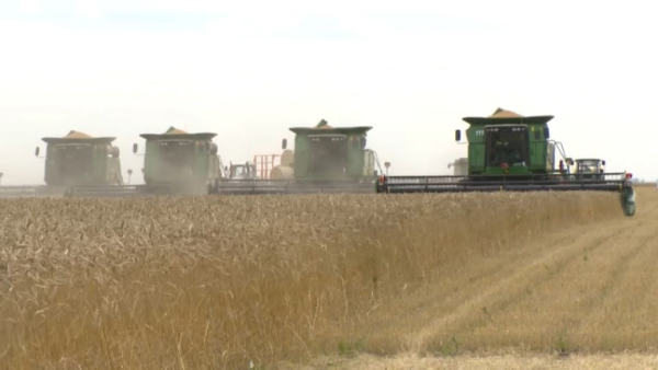В Казахстане намолотили почти 11,5 млн тонн пшеницы