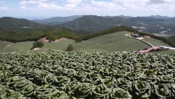 Южная Корея может столкнуться с дефицитом кимчи из-за изменения климата