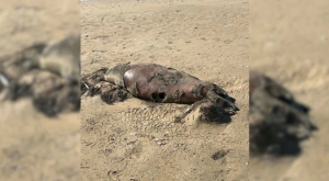 Мёртвых тюленей нашли на побережье Каспия