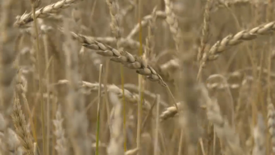 Биыл елімізде 23,7 млн гектар алқапқа дән себіледі