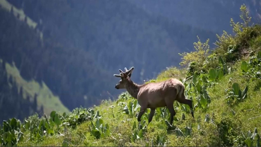 Казахстан реализует меры по защите природы и редких видов животных