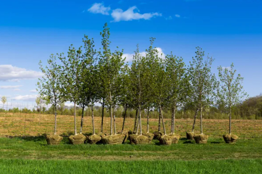 В Казахстане высажено более 1,3 млрд деревьев в рамках инициативы «Таза Қазақстан»