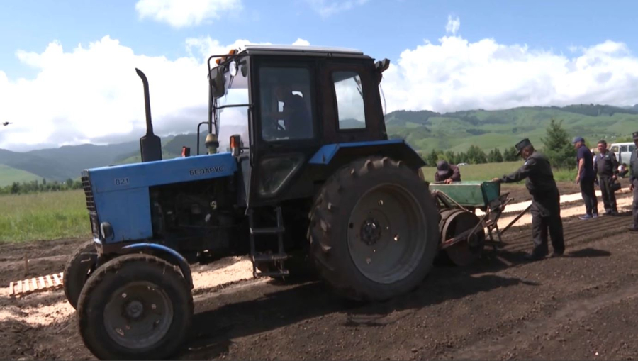 Алматы облысында 52 млн түп ағаш егіледі