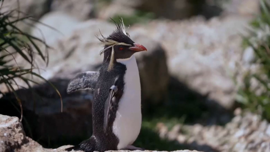 Антарктидада пингвин азайды
