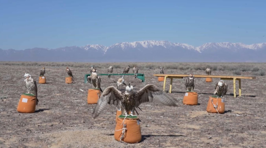 Жетісу облысында Ұлттық парк аумағына 34 сұңқар жіберілді