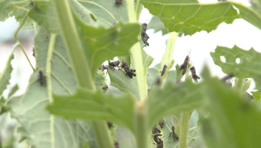 ₸7,1 млрд выделили на борьбу с саранчой в Казахстане