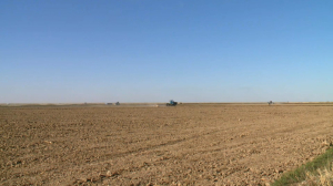 Объёмы посевов риса сокращают в Кызылординской области
