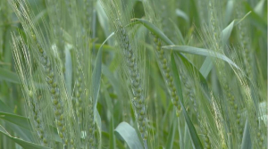 Первый урожай озимой пшеницы готовится к сбору в Туркестанской области