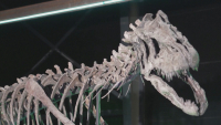 В музее Дании представят останки динозавров
