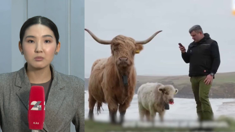 Жасанды интеллект мал бағады