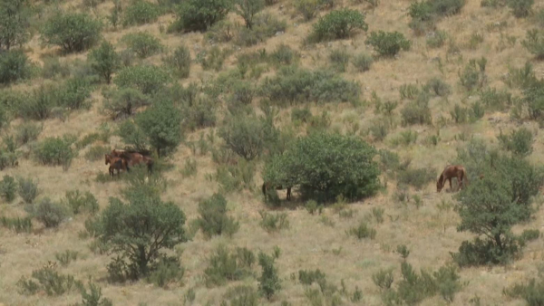 Шымкенттік ғалымдар жаман ауруды емдейтін шөп тапты