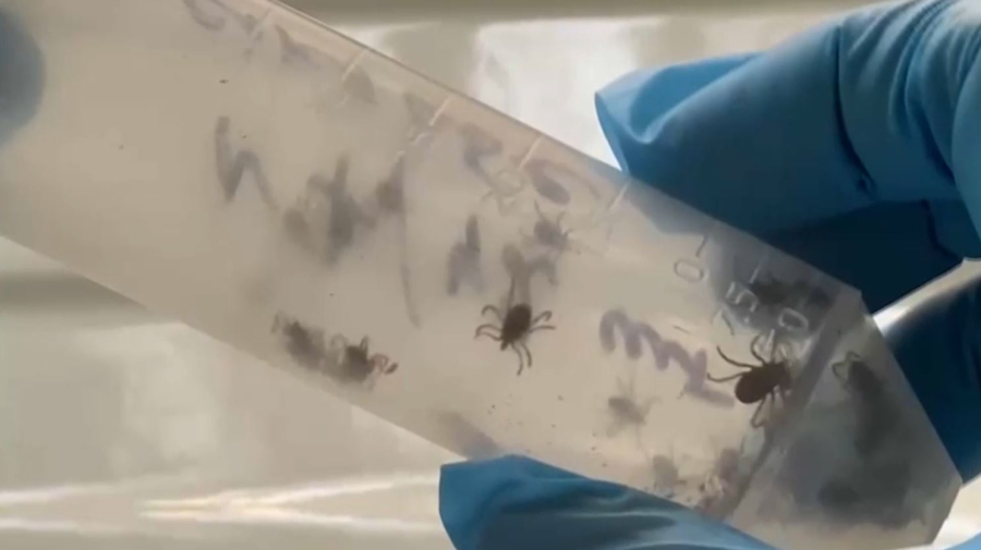 530 человек пострадали от укусов клещей в Шымкенте