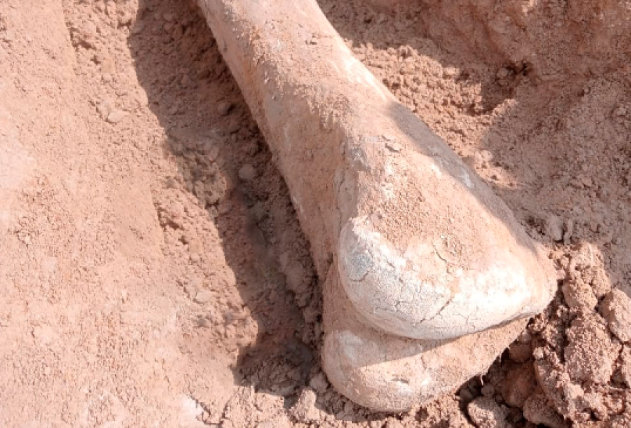 В СКО изучают кость мамонта возрастом 15 тысяч лет