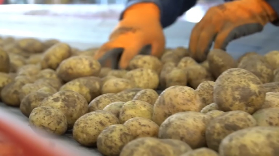 Картофелеводы Алматинской области налаживают партнерство с PepsiCo