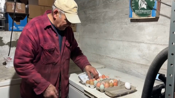 Второй случай заболевания птичьим гриппом зарегистрирован в США