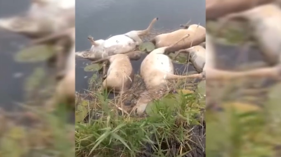 Более 100 сайгаков утонули при переходе реки