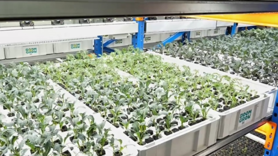 Уникальная модульная ферма в Алматы: проект малайзийского стартапа