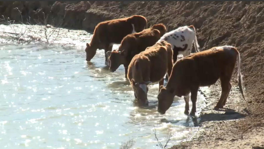 Жылыой ауданында мал суаратын жер тапшы