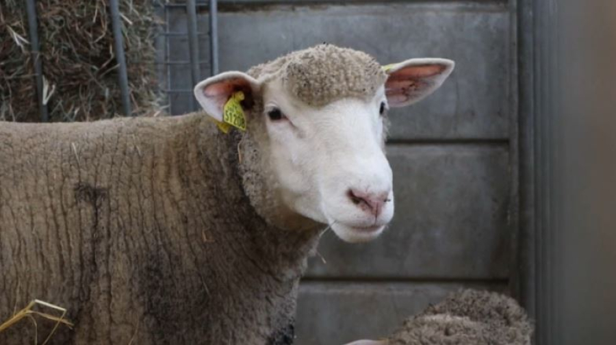 Казахстан участвует в международной сельскохозяйственной выставке во Франции
