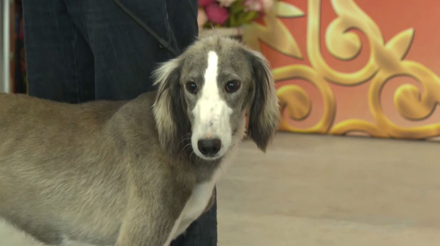 Больше 50 тазы стали участниками монопородной выставки в столице