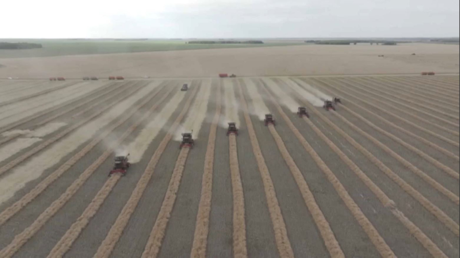 Солтүстікте 6,5 млн тонна бидай жиналды