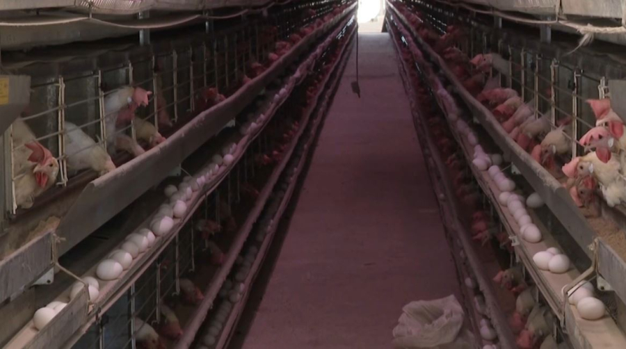 Мощности птицефабрики увеличат в области Улытау