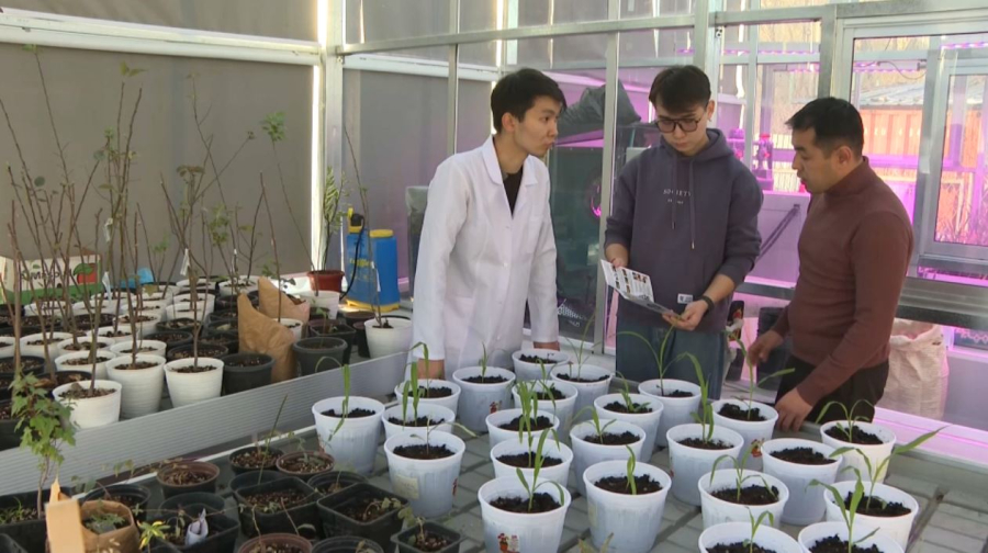 Талдықорғандық студенттер жүгерінің жаңа тұқымын шығарды