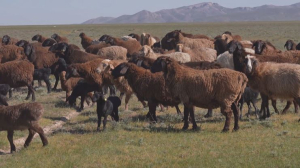 Разведение гиссарских овец активно развивается Туркестанской области