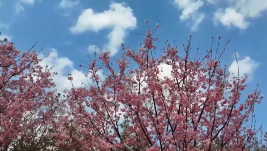 Қытайда сакура гүлдеді