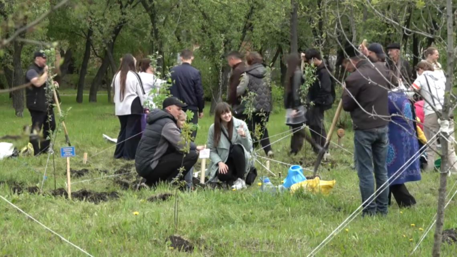 Петропавлда 60 отбасы саябақта ағаш екті
