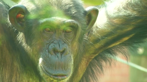 Маймылдар да бала сияқты