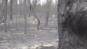 Лесной пожар в области Абай полностью ликвидирован