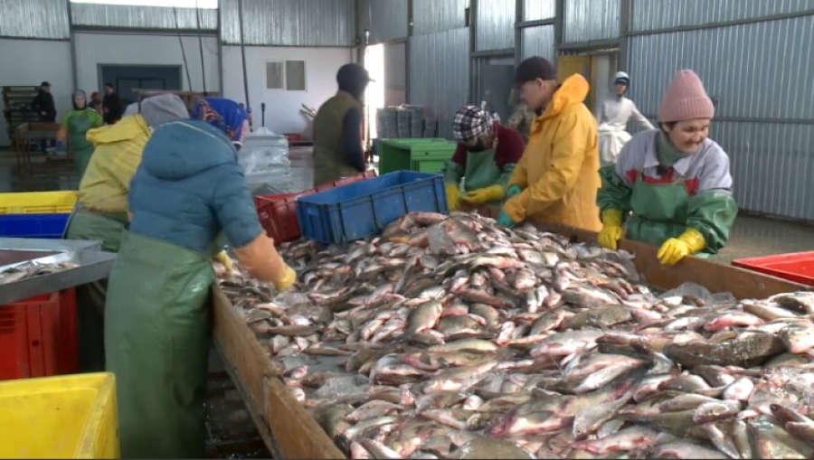 В водоемах Атырауской области снижаются рыбные запасы