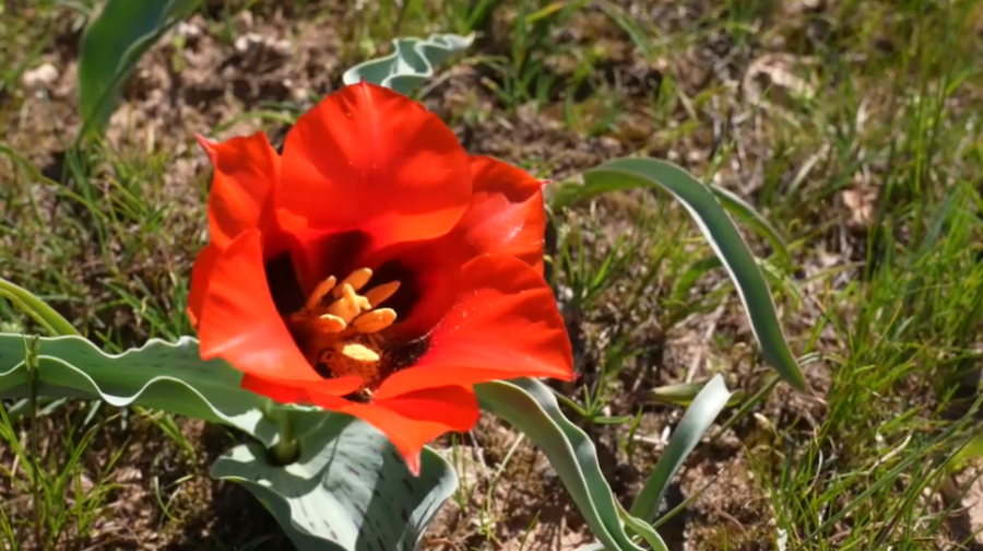 Экоакция по защите тюльпанов прошла в Туркестанской области
