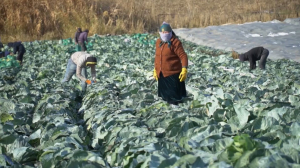 Уборка капусты идёт в Туркестанской области
