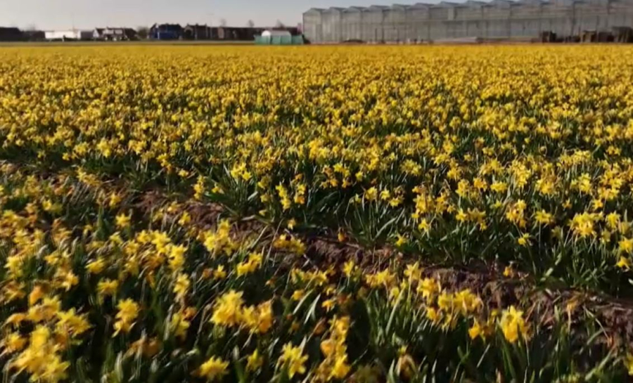 Сотни цветов распустились в Нидерландах