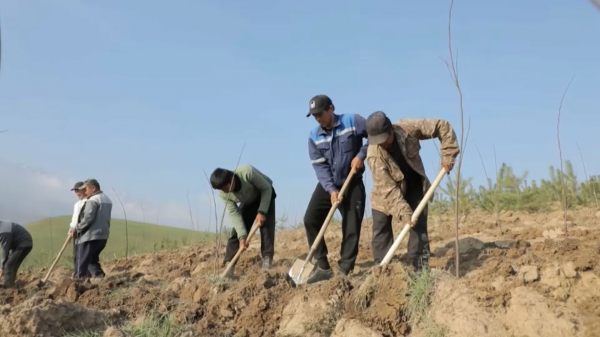 Өзбекстан ағаш егуде Қазақстан тәжірибесін негізге алды