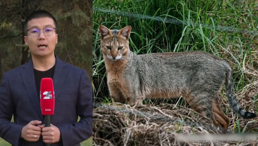 Қазақстанда қамыс мысығы азайып кетті