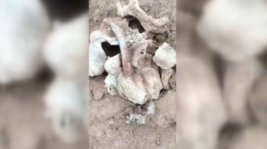 Челюсть мамонта нашёл сельчанин в СКО