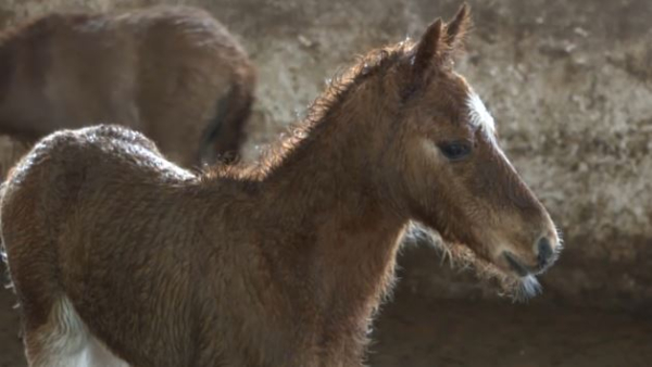 Курс на развитие агротуризма взяли в Акмолинской области
