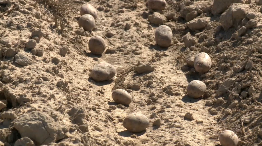 Весенне-полевые работы начали аграрии Атырауской области