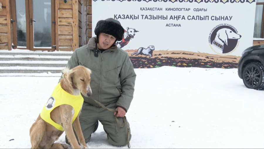 Қазақы тазының сапасын арттыру қажет