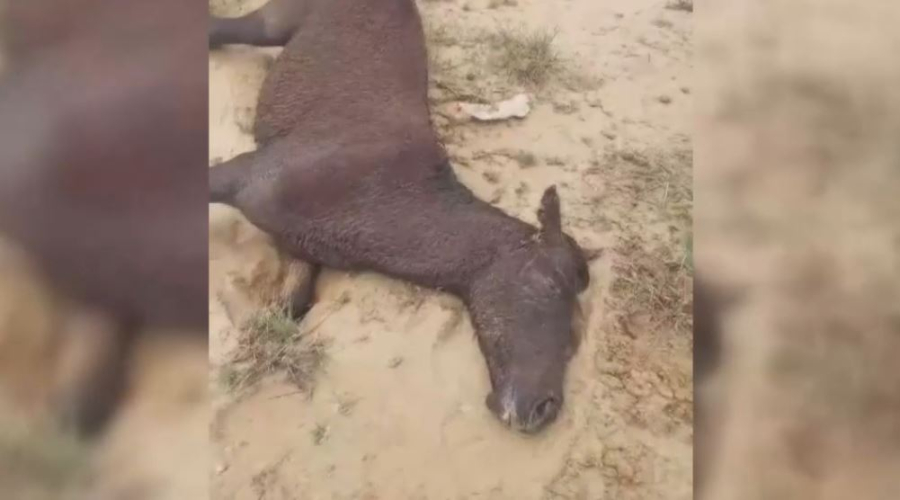 Гибель домашнего скота после ливней выявили в Мангистауской области