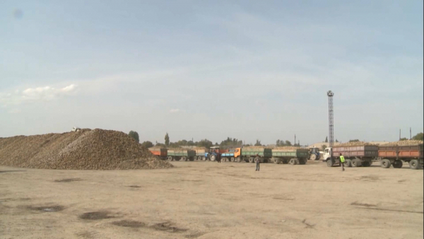 В Казахстане сократили площади посева пшеницы, риса и хлопка