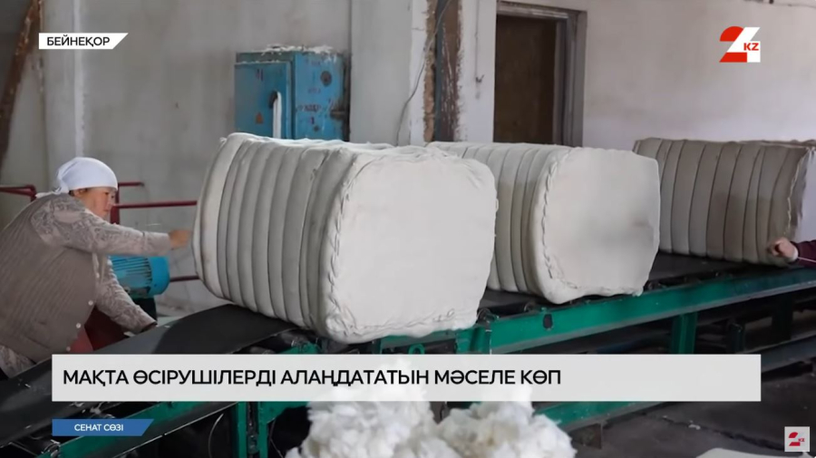 Мақта өсірушілерді алаңдататын мәселе көп