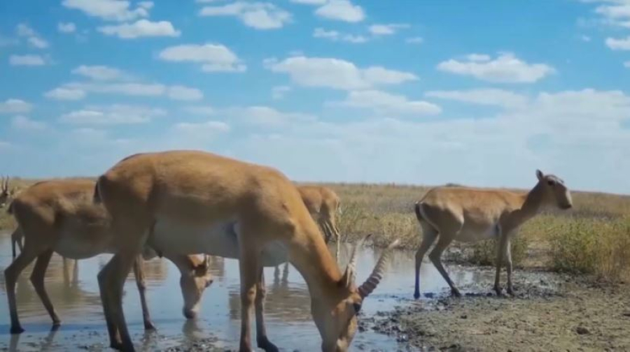 Костанайские аграрии спасают урожай от сайгаков