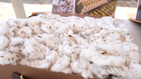 В Туркестанской области впервые выращивают хлопок методом капельного орошения