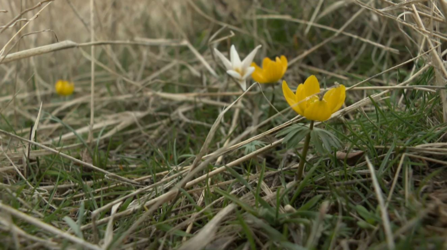 Шымкентте бәйшешек ерте гүлдеді